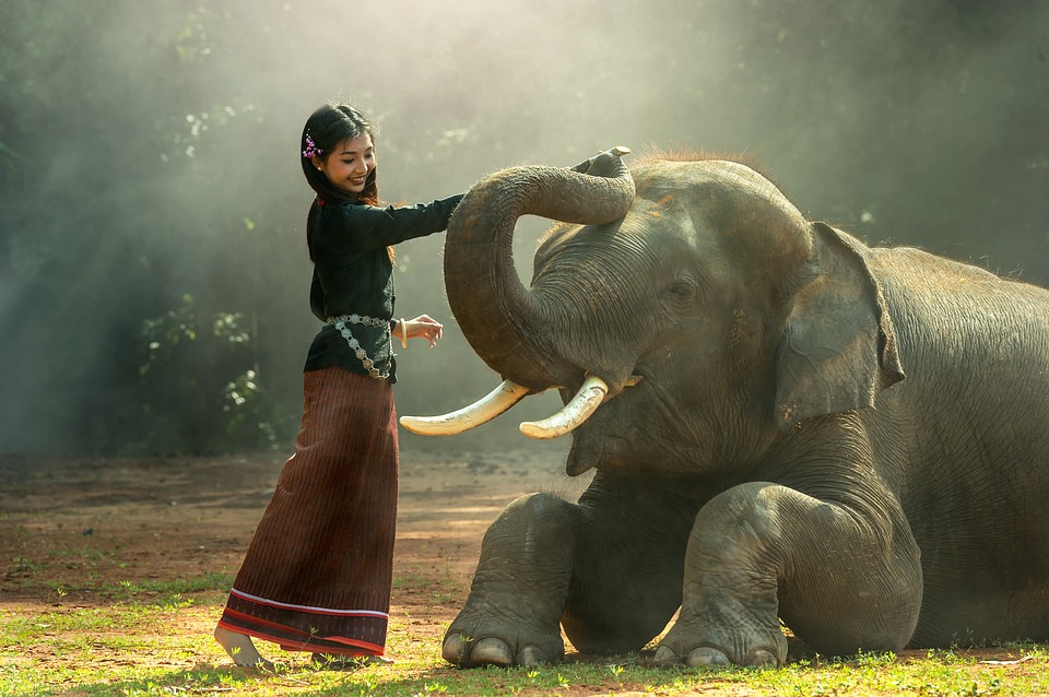 Elephant conservation