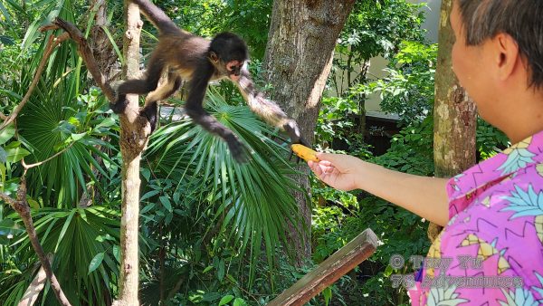 Mayan Culinary Adventure™ - Image 12