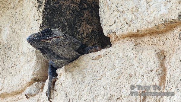 Mayan Culinary Adventure™ - Image 23