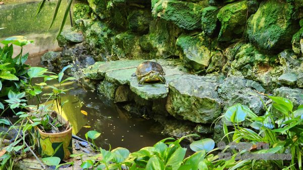 Mayan Culinary Adventure™ - Image 16